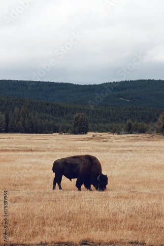 a buffalo eating grass in national park