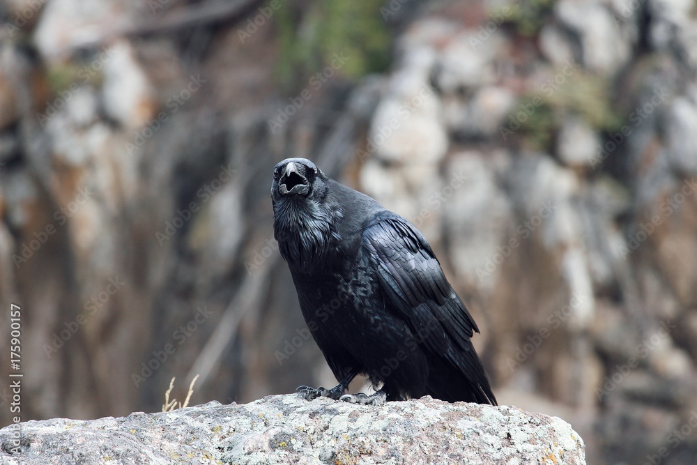 Fototapeta premium black crow open mouth