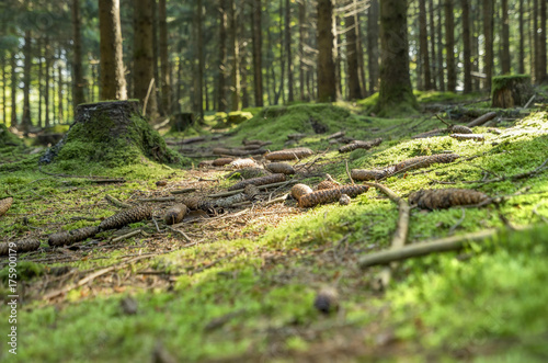 sunny forest scenery