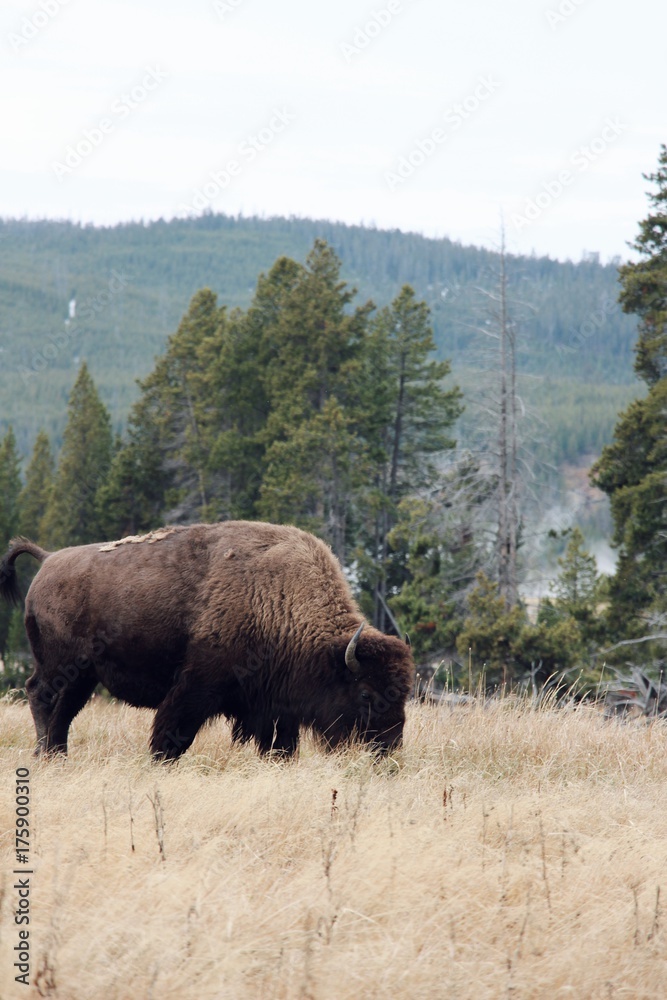 bison eating grass bison eating grass