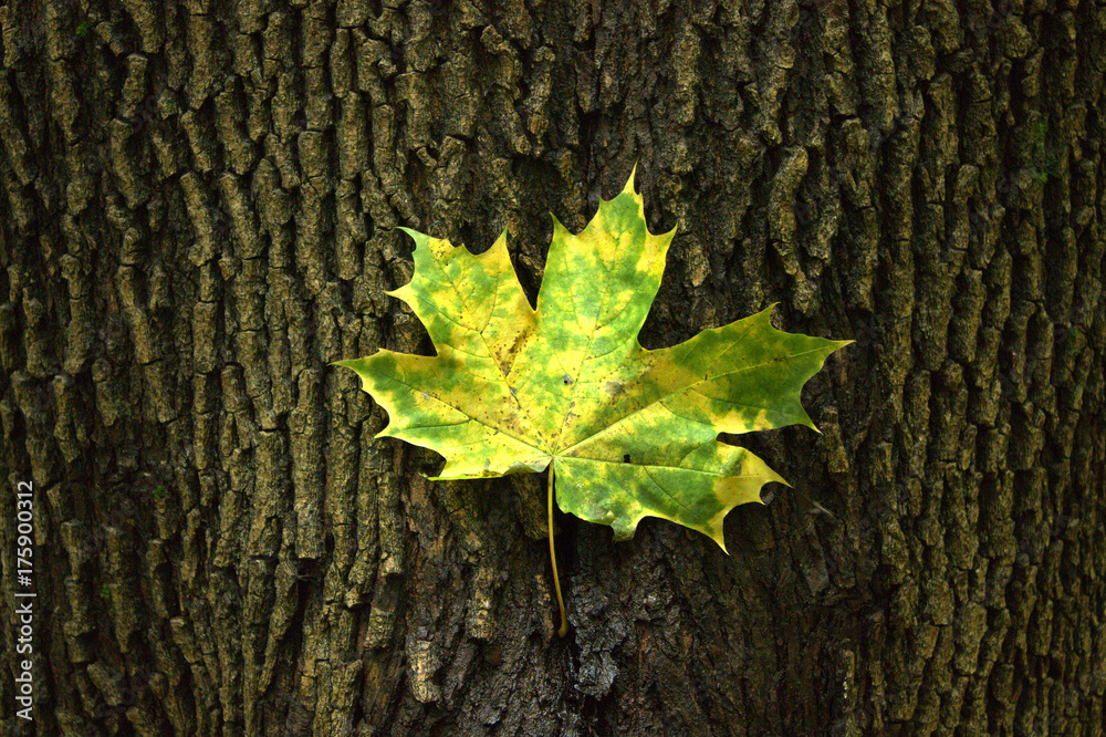 autumn leaf on a tree