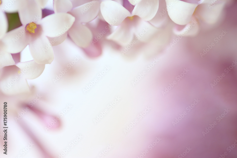 Close up of pink lilac flowers creating a border
