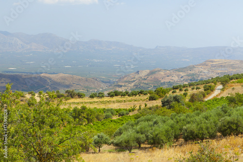 Olives trees