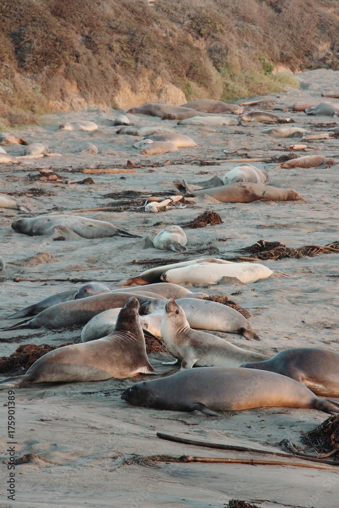 Fototapeta premium seals lie on the beach