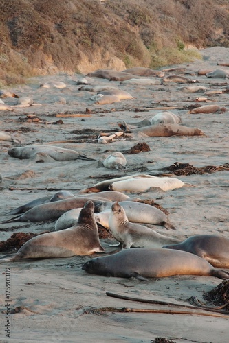 seals lie on the beach