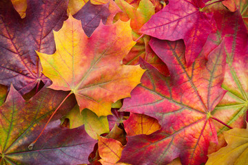 Amazing multicolor background of natural autumn foliage. Colorful background of multicolor leaves with natural light. Majestic bright autumn foliage color background