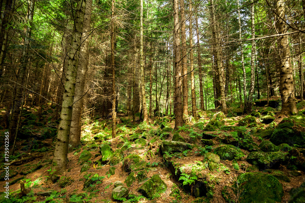 Obraz premium sosnowe drzewa.