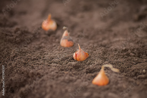 Tulip Bulbs on the ground, autumn works in the garden.