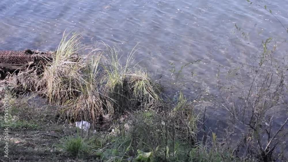 Garbage on a shore of the lake, water pollution Garbage on a shore of the lake, water pollution