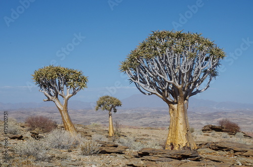 Quiver Trees in Namibia