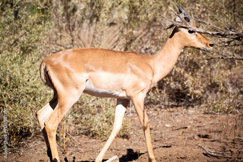  wild impala in the winter bush