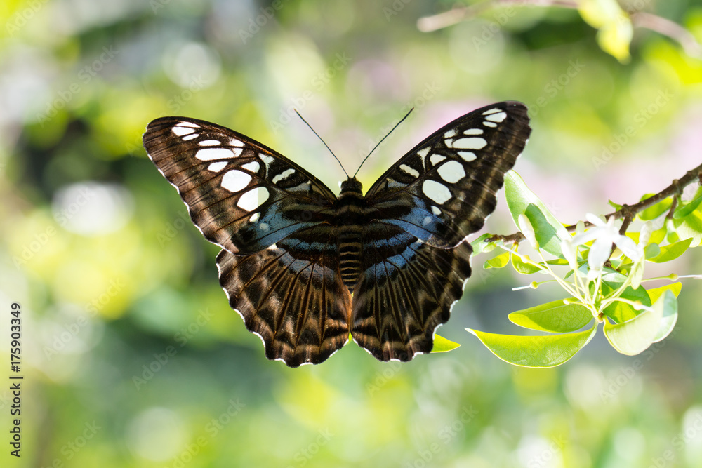 Naklejka premium Butterfly close up