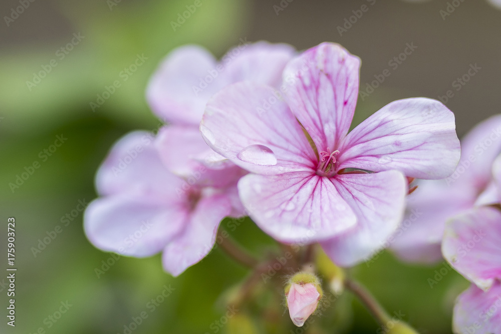 Pink flower of Geranium, Pelargonium x hortorum L.H.Bail (Geraniaceae) Pink flower of Geranium, Pelargonium x hortorum L.H.Bail (Geraniaceae)