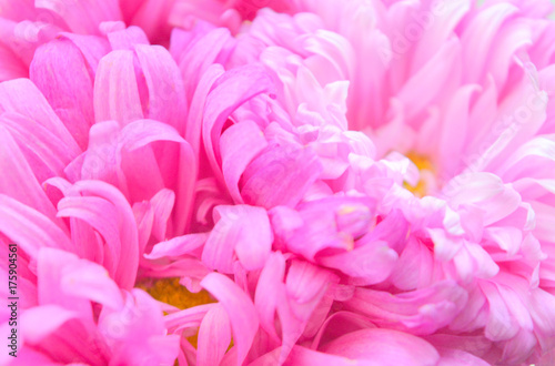 Pink flowers of asters close up isolated. Floral pastel background. A gentle, romantic composition. Congratulations, postcard.Valentine's day, mother's day.Macro .Soft focus 