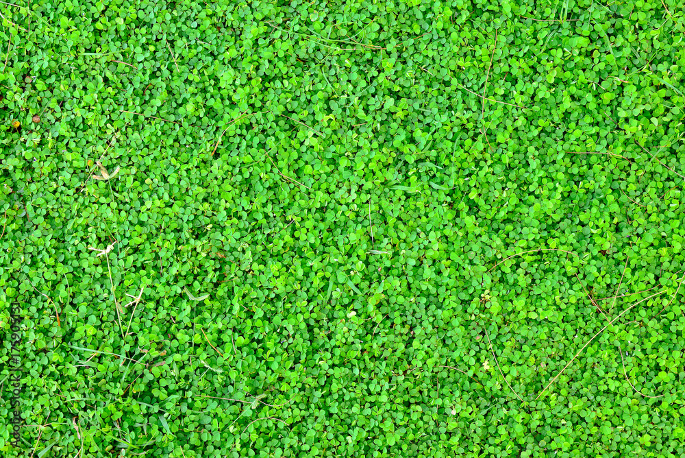 background green plants background green plants