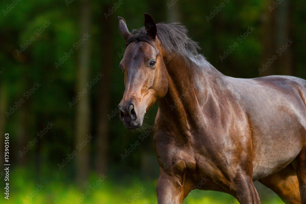 Free horse portrait in motion at summer green meadow against forest Free horse portrait in motion at summer green meadow against forest