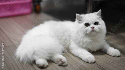 Close up of face white persian cat looking left with interested face in the cage of veterinary clinic.