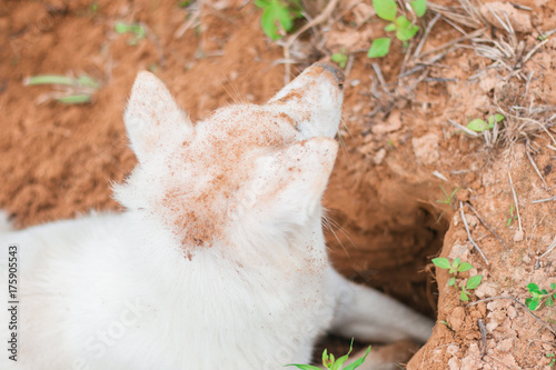 Dog is digging