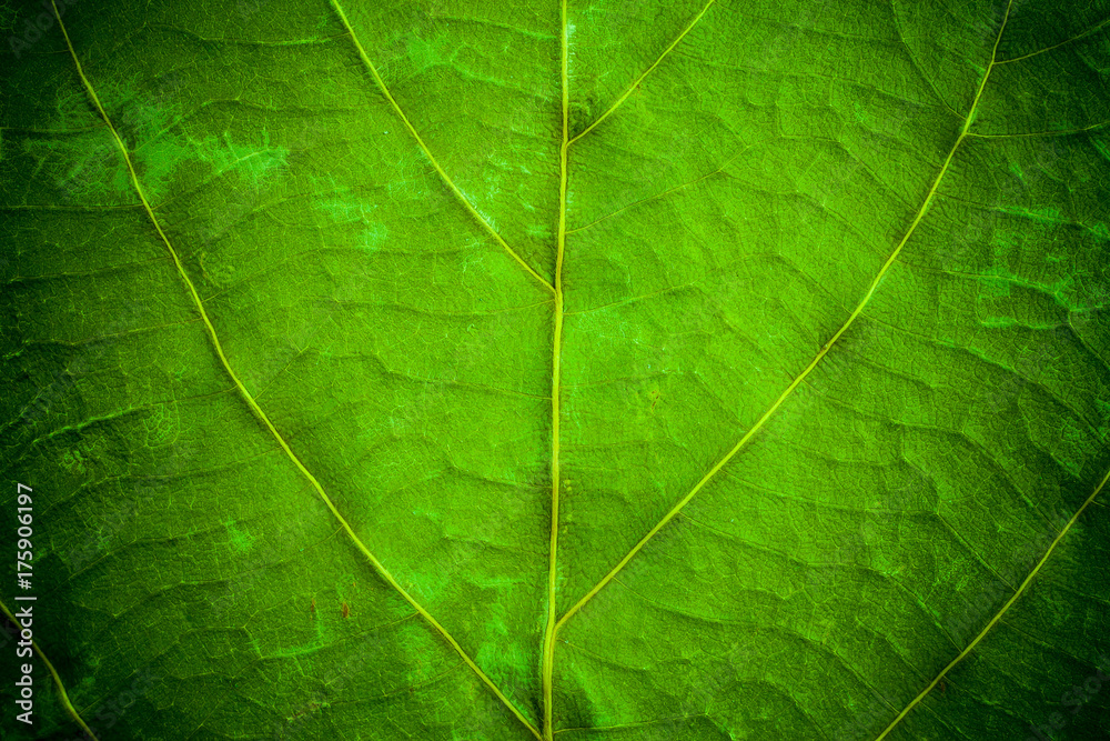 Green leaf pattern closeup background. leaves for background. Green leaf pattern closeup background. leaves for background.
