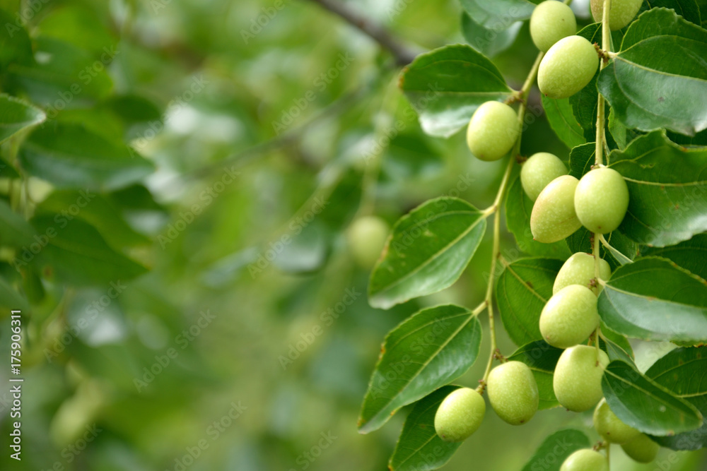 green fruits of Ziziphus jujuba on a tree