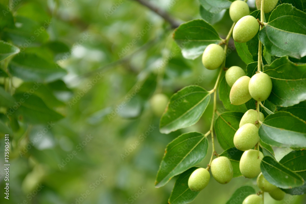 green fruits of Ziziphus jujuba on a tree green fruits of Ziziphus jujuba on a tree