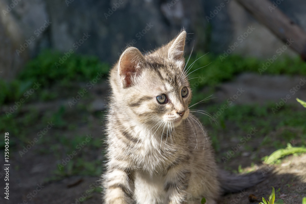 Cute Grey Kitten