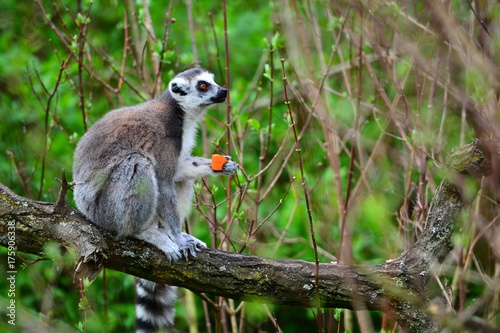 lemur on a tree
