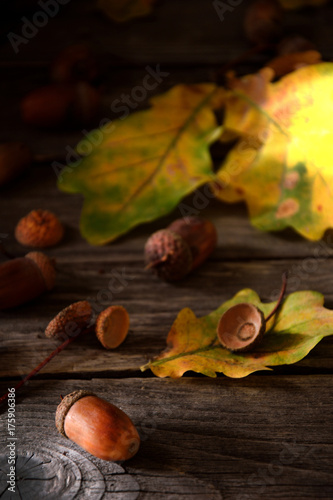 autumn still life in sunlight on a wooden background, acorns, oak fruits, oak leaves on wooden background