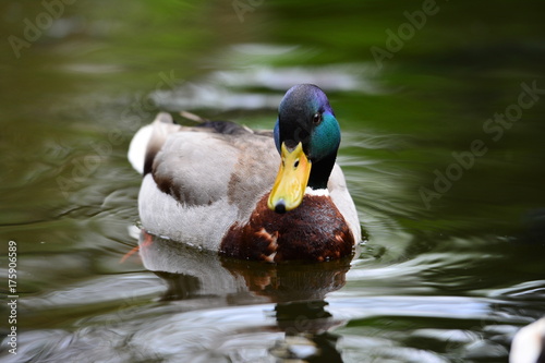 A duck on the river