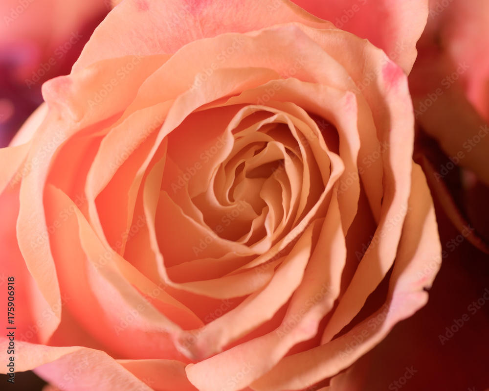 Orange rose as natural background. Macro shot with shallow depth of field. Orange rose as natural background. Macro shot with shallow depth of field.