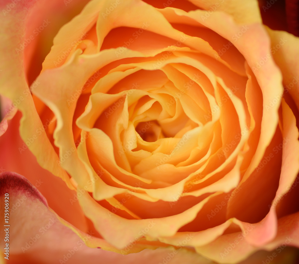 Orange rose as natural background. Macro shot with shallow depth of field. Orange rose as natural background. Macro shot with shallow depth of field.