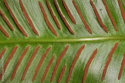 Tableau sur toile Sori of a harts-tongue fern