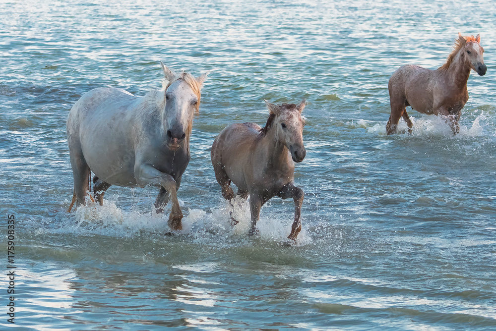 Fototapeta premium Horse and foal running in the water in swamps 