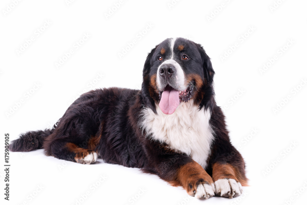 bernese mountain dog in front of white background studio