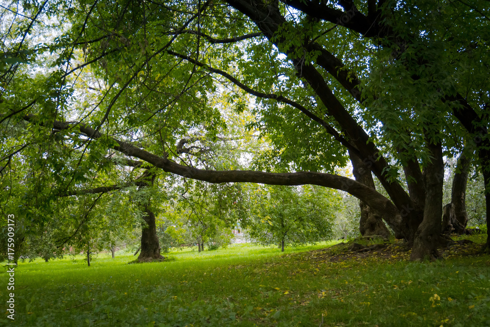 Green Crooked Trees in the Park Green Crooked Trees in the Park