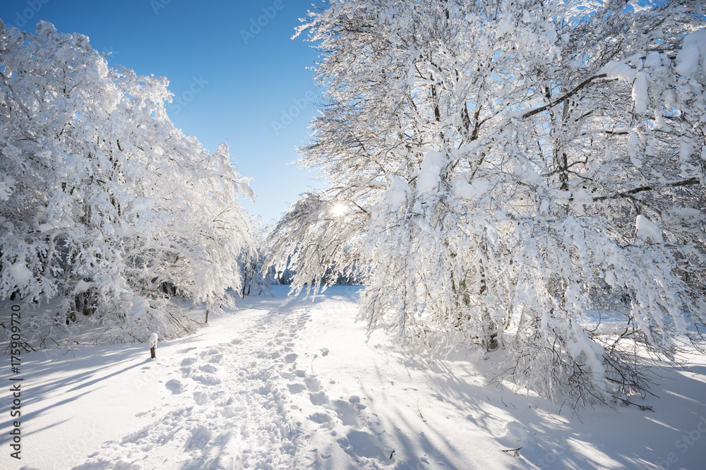 Obraz premium Paysage d'hiver
