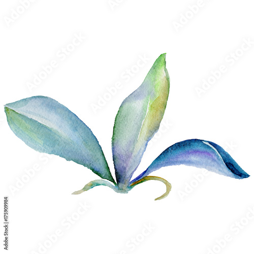 Wildflower orchid flower in a watercolor style isolated. Full name of the plant: tropical orchid. Aquarelle wild flower for background, texture, wrapper pattern, frame or border.