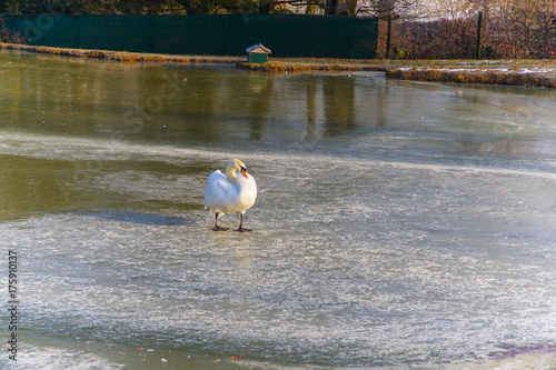 Cygne marchant sur la glace photo