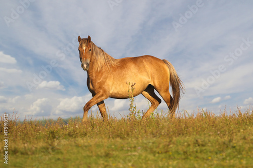 Wild Sorrel mare on meadow over cloudy sky