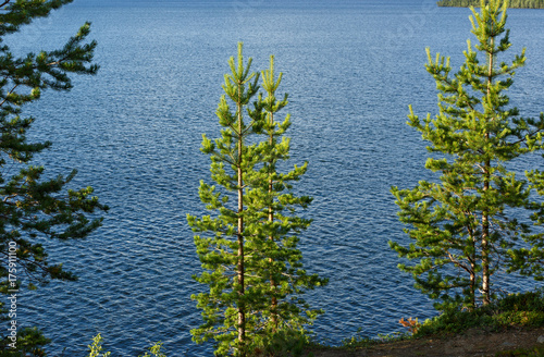 Pine forest on the rocky shore of the lake.