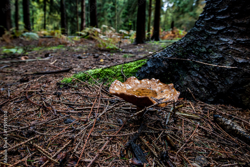 Obraz premium Waldpilze