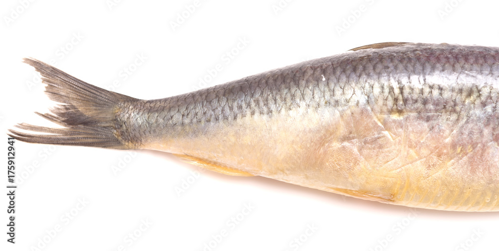 Fototapeta premium herring tail
