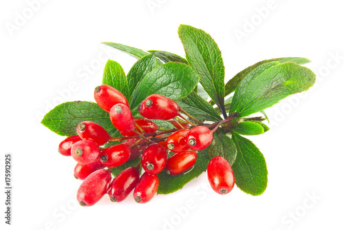 Fresh juicy organic barberry on branch with green leaves. photo