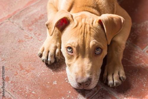 Pit bull puppy portrait closeup