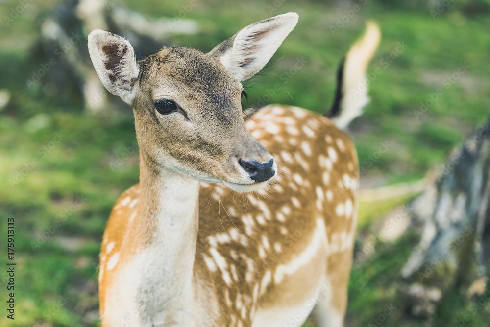 Fototapeta premium Rehkitz im Wald Nahaufnahme