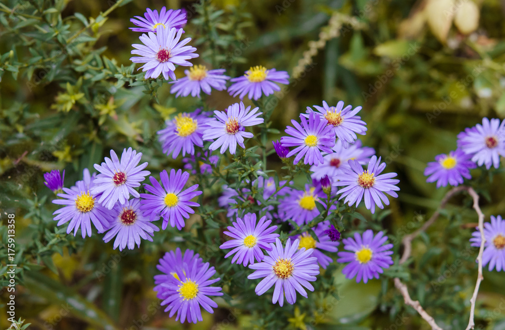 Fototapeta premium Flowers blooming in the garden.
