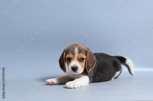  1 month pure breed beagle Puppy on gray screen