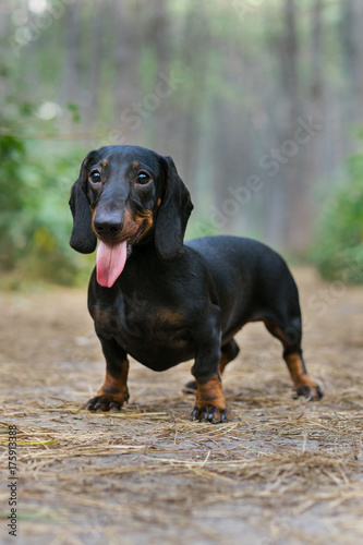 lovely portrait of a dog (puppy) breed dachshund black tan, in the green forest smiling with tongue