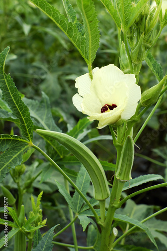 Okra plant on field