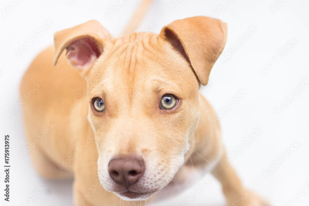 Pit bull puppy portrait closeup